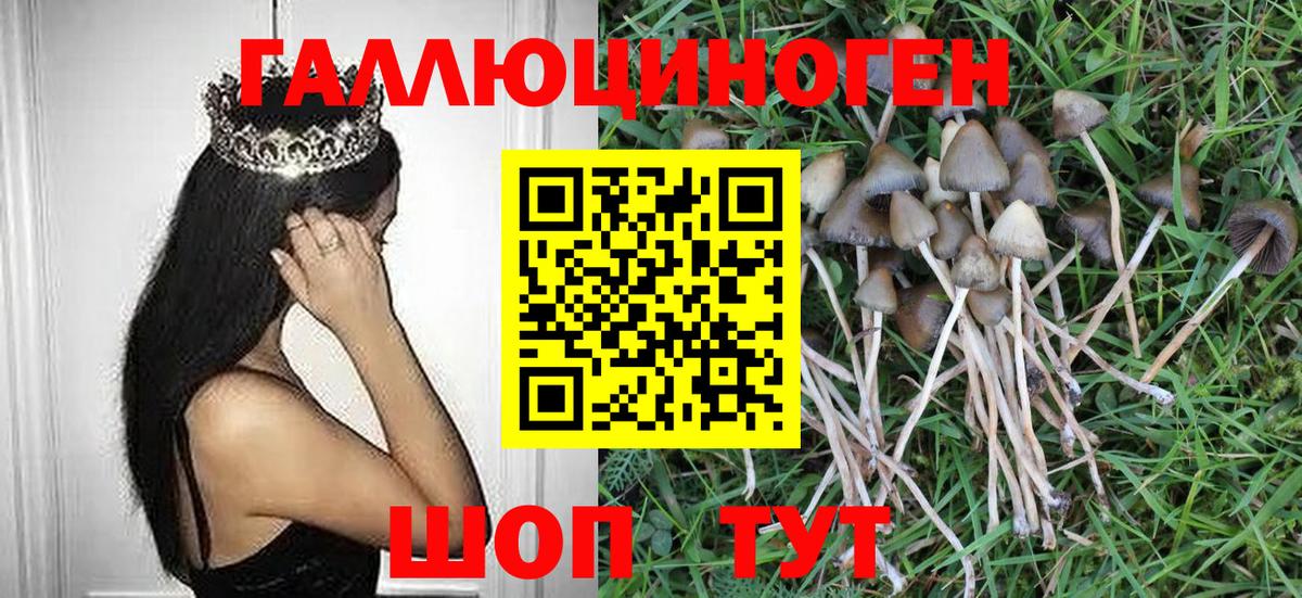Галлюциногенные грибы Psilocybe Каменка